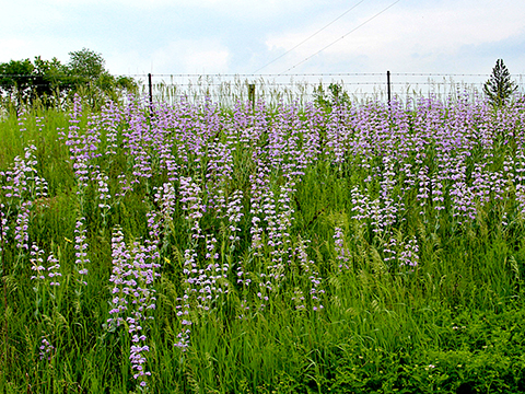 Penstemon grandiflorus
